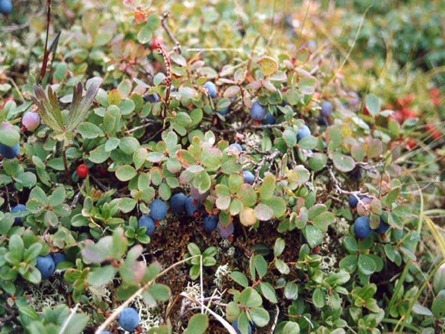 Брусника на Кольском полуострове