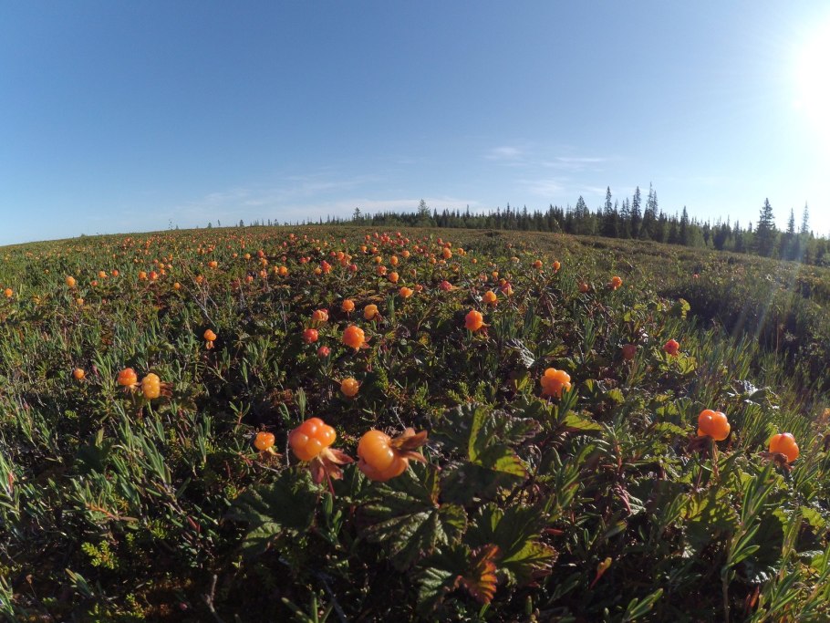 Иван чай в тундре