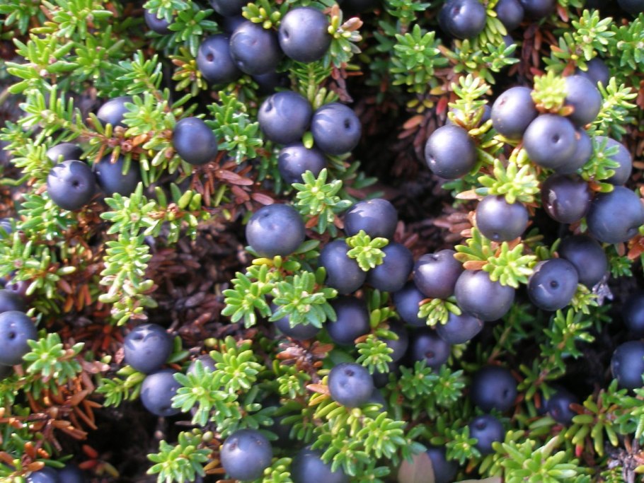 Тундра Кольского полуострова