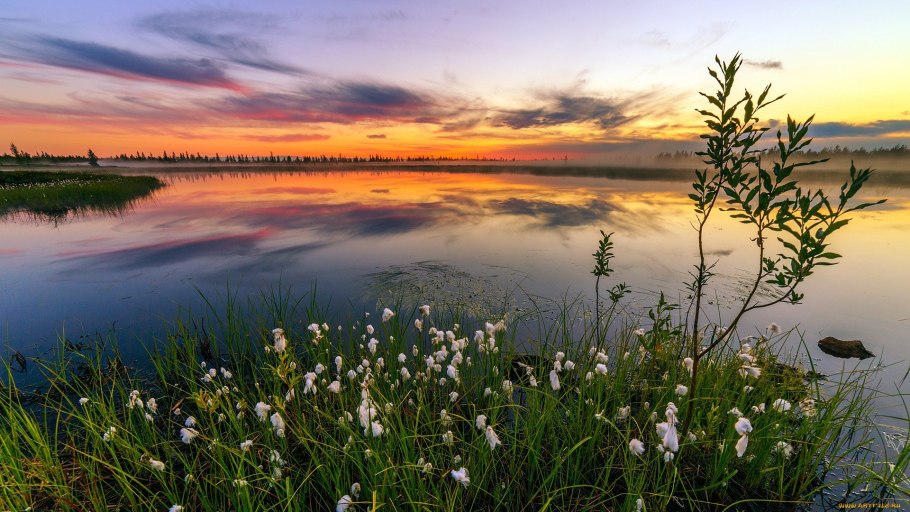 Новый уренгой природа лето