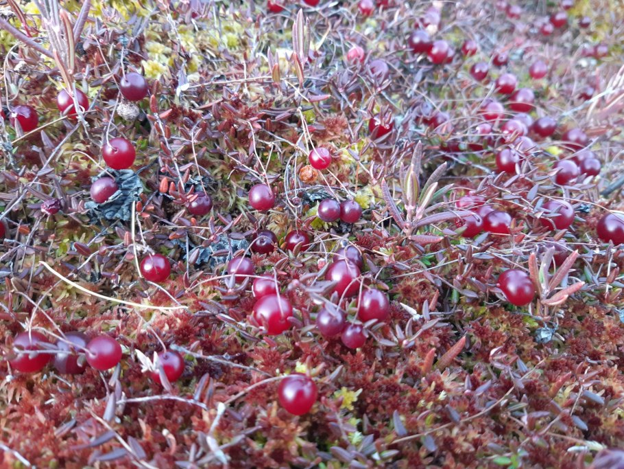 Морошка Болотная