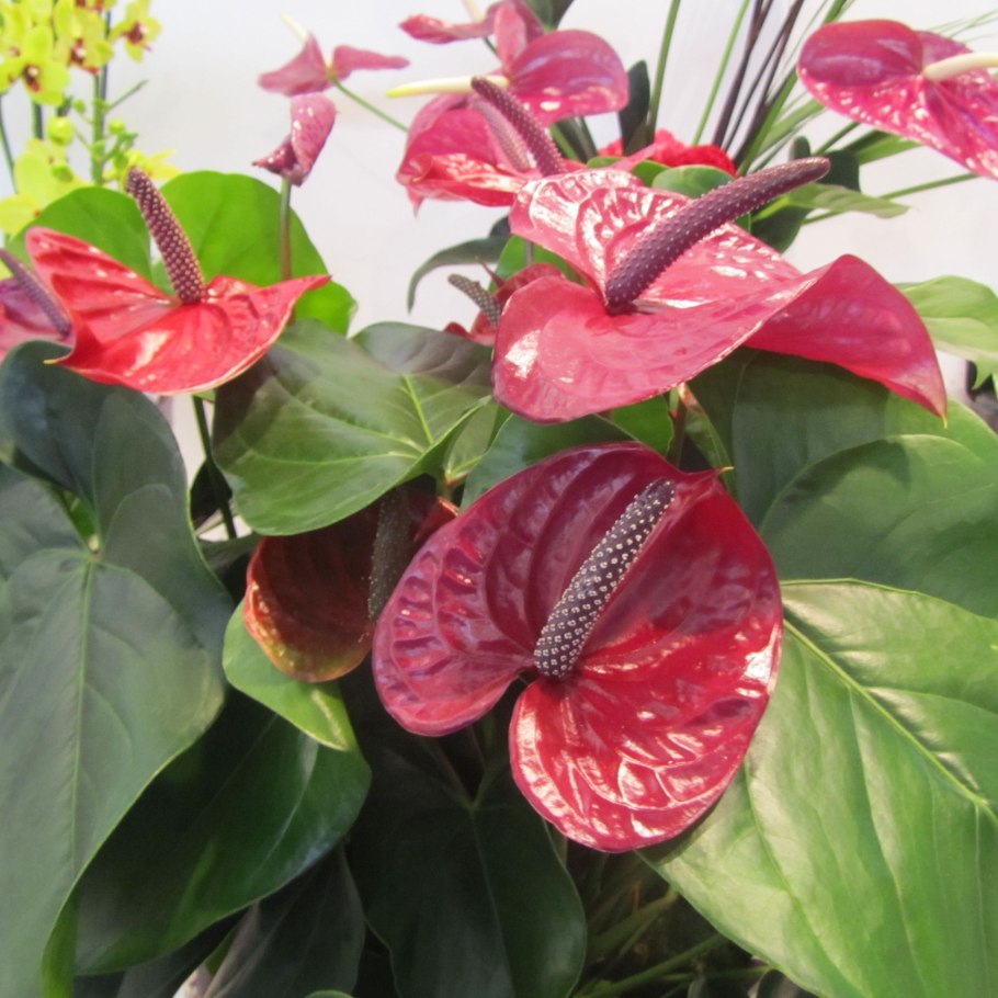 Антуриум Шерцера фото