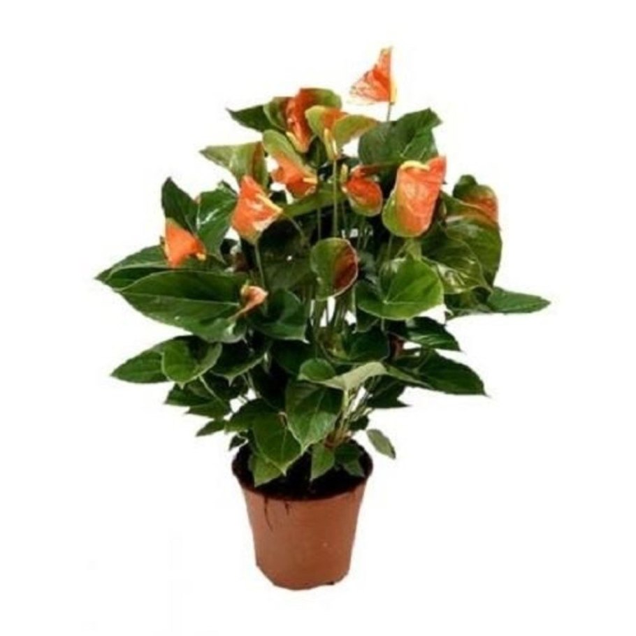 Антуриум Фламинго Браун