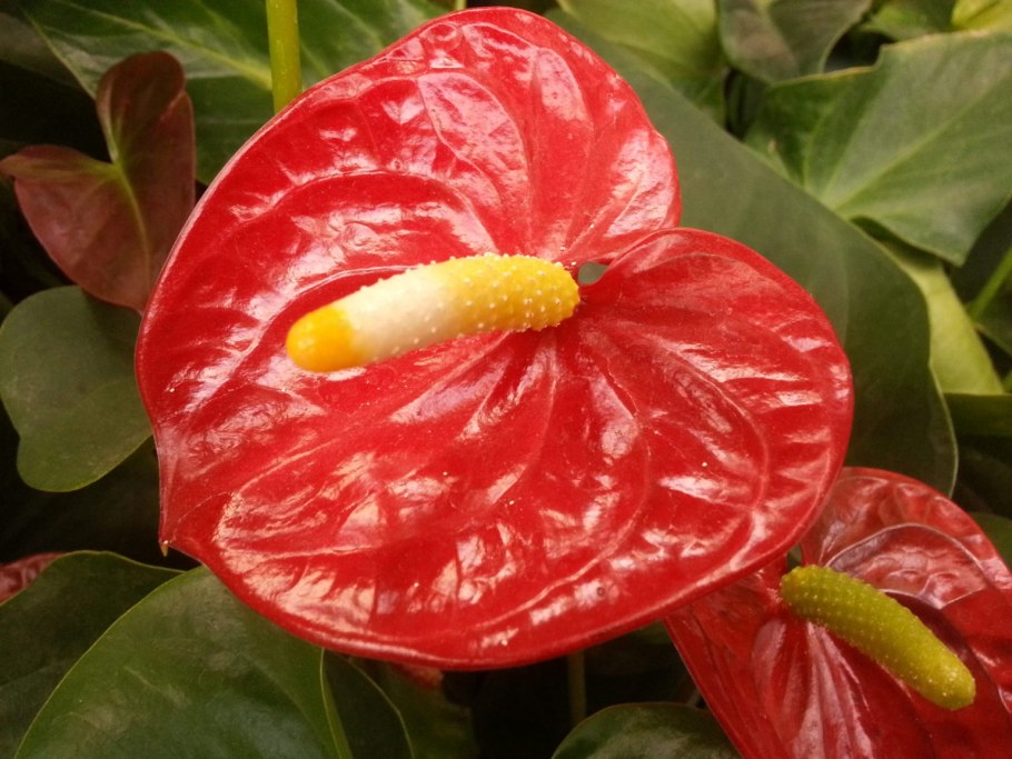 Антуриум Renaissance variegated