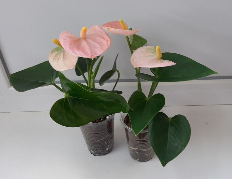 Антуриум алтимо