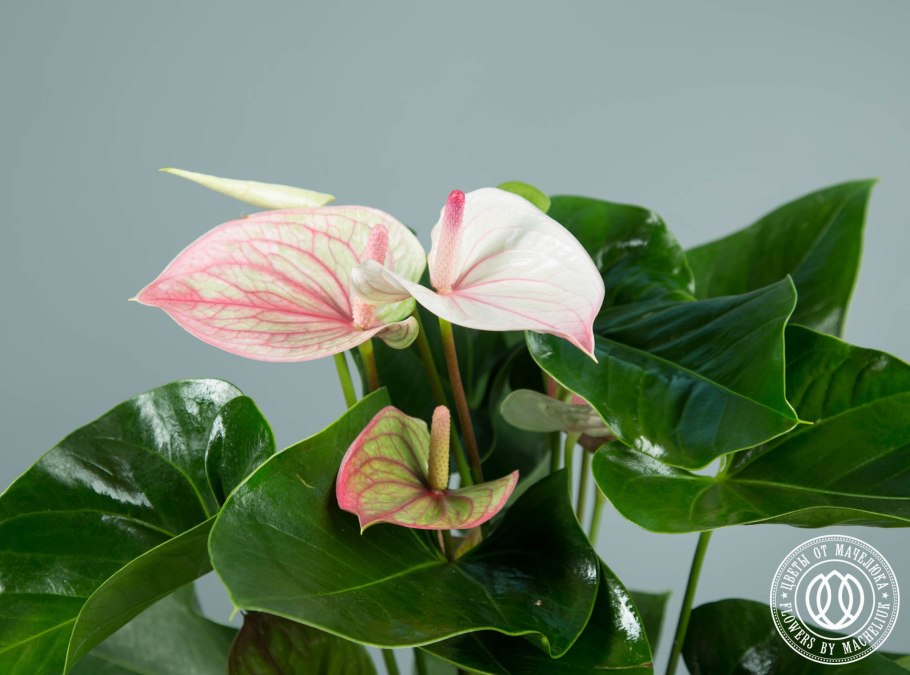 Антуриум Rainbow Obake