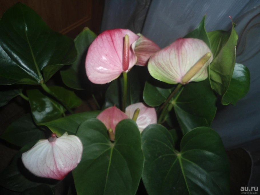 Антуриум Тропик Найт