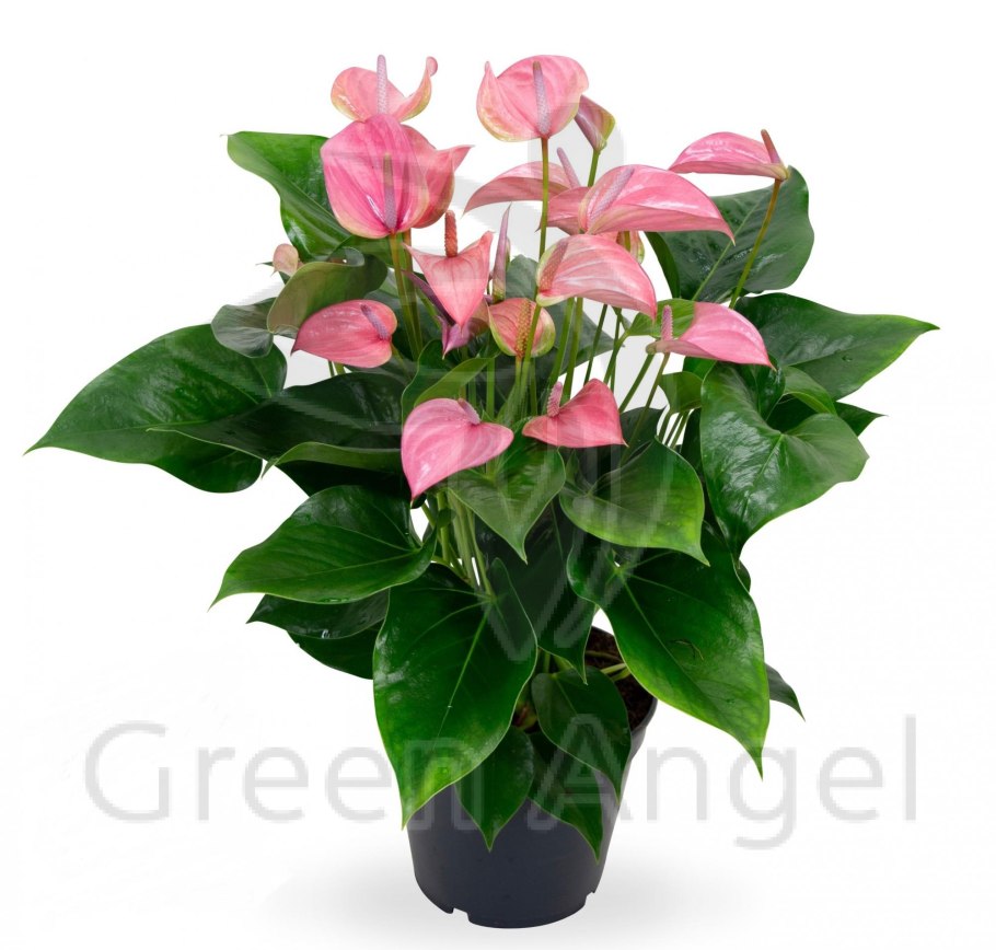 Антуриум Мистик и экзота