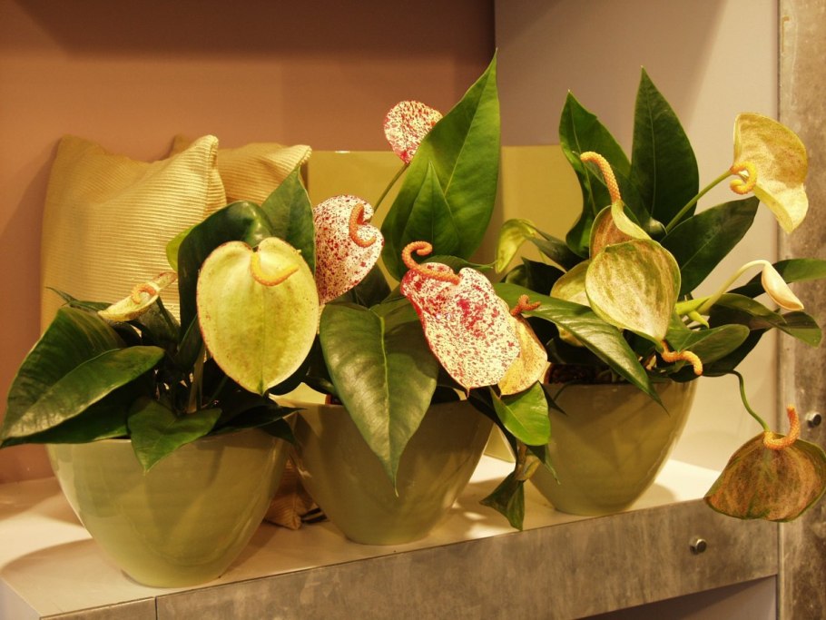 Антуриум Тропикал