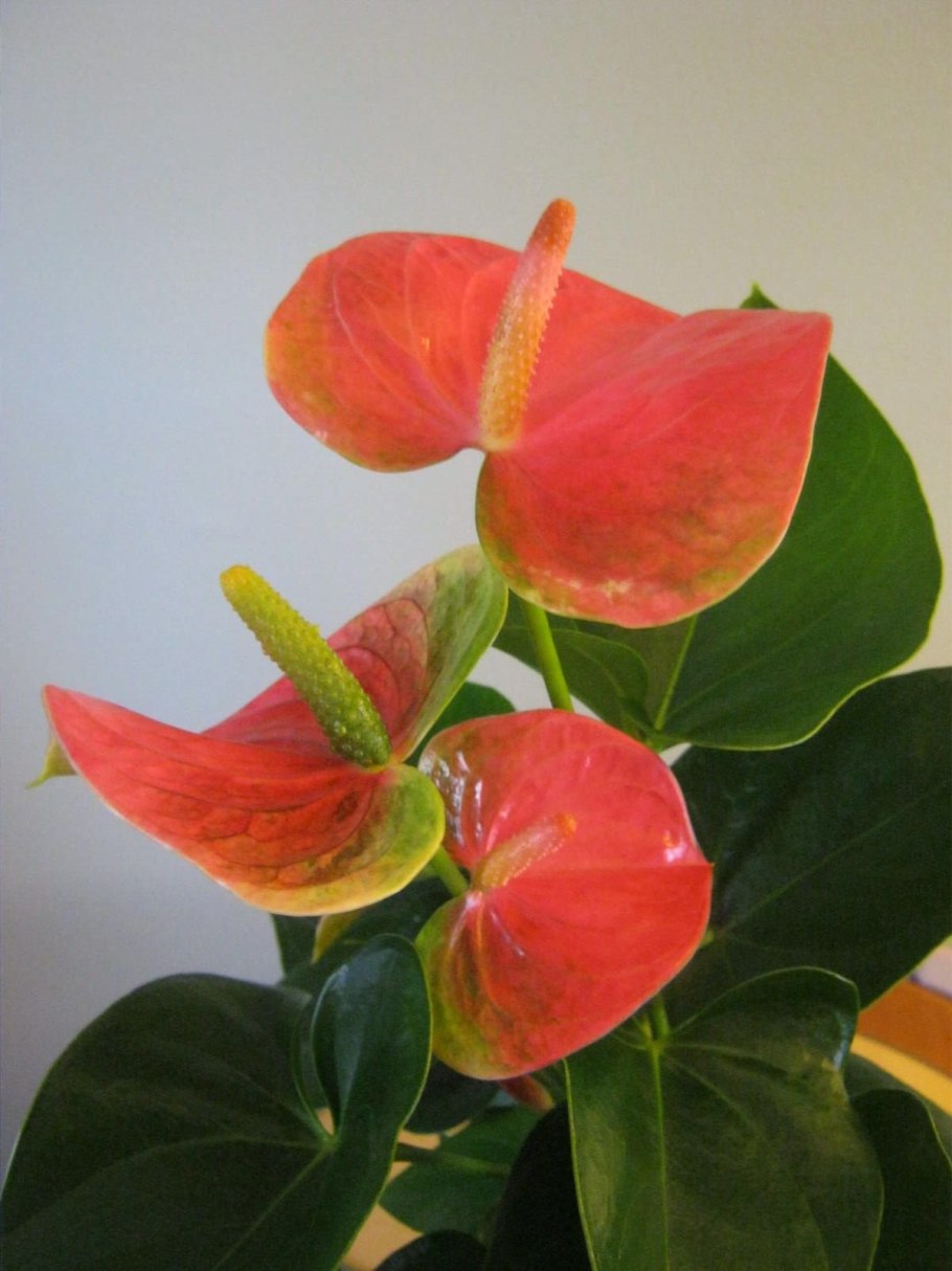 Антуриум Шерцера Гавайи