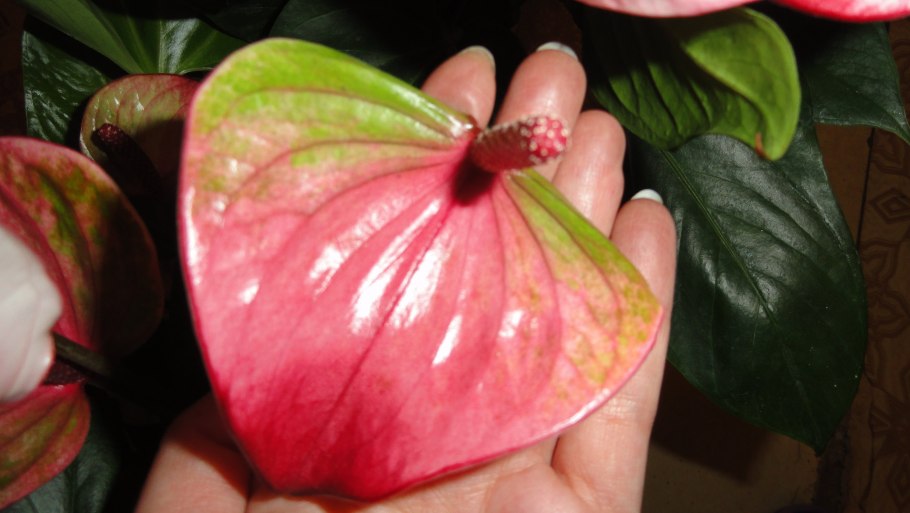 Антуриум Шерцера оранжевый