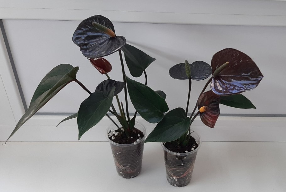 Антуриум карма оранж