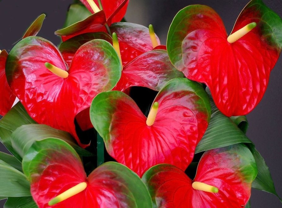 Anthurium Lady Love