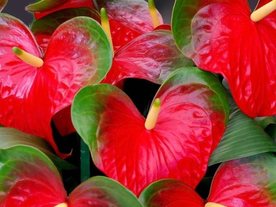 Антуриум Фиорино