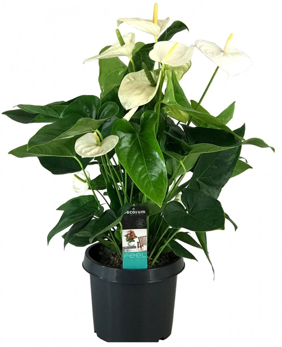 Антуриум Ливиум