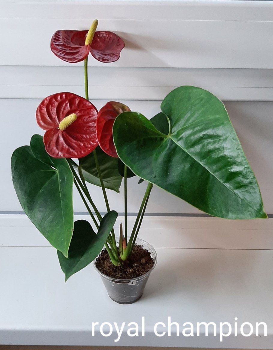 Комнатные цветы Антуриум