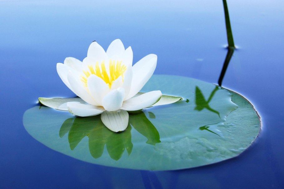 Кувшинка белая (водяная Лилия) или белая Лилия