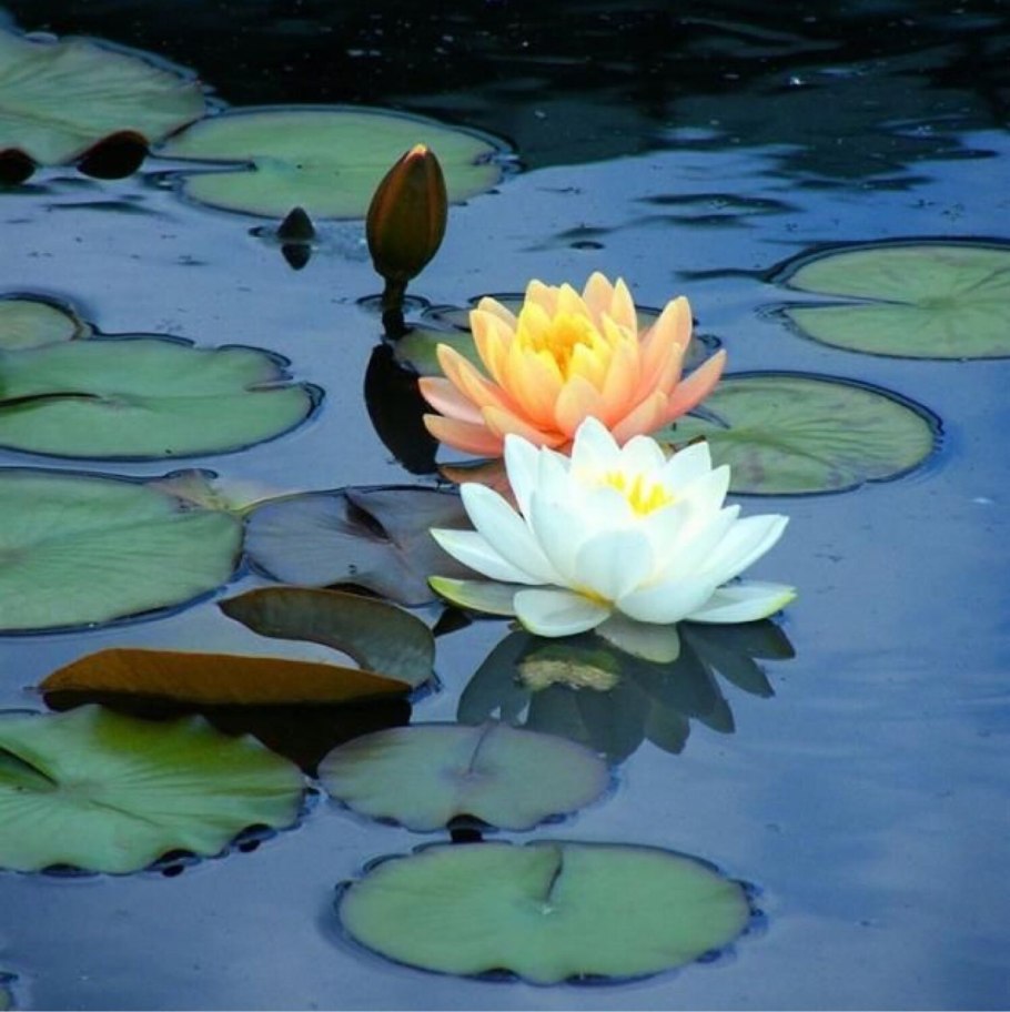 Водяная Лилия кувшинка