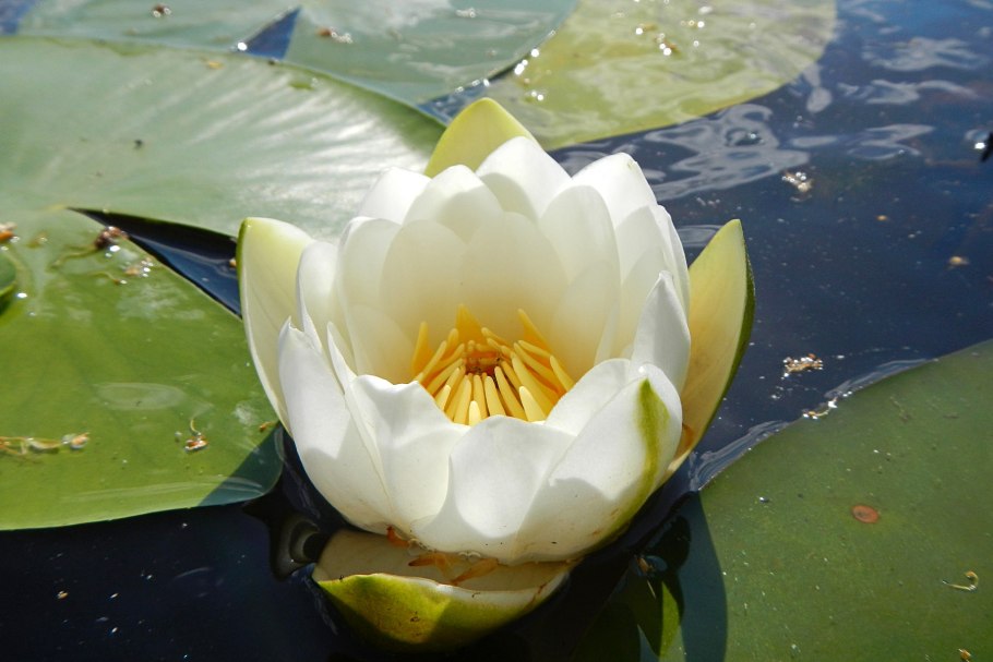 Белая Лилия кувшинка