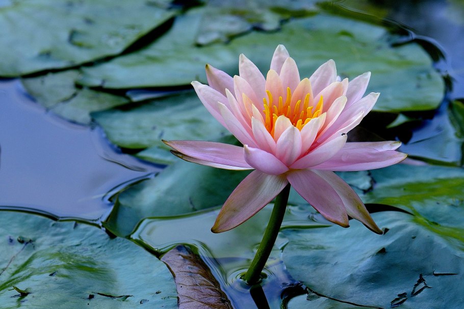 Нимфея цветок