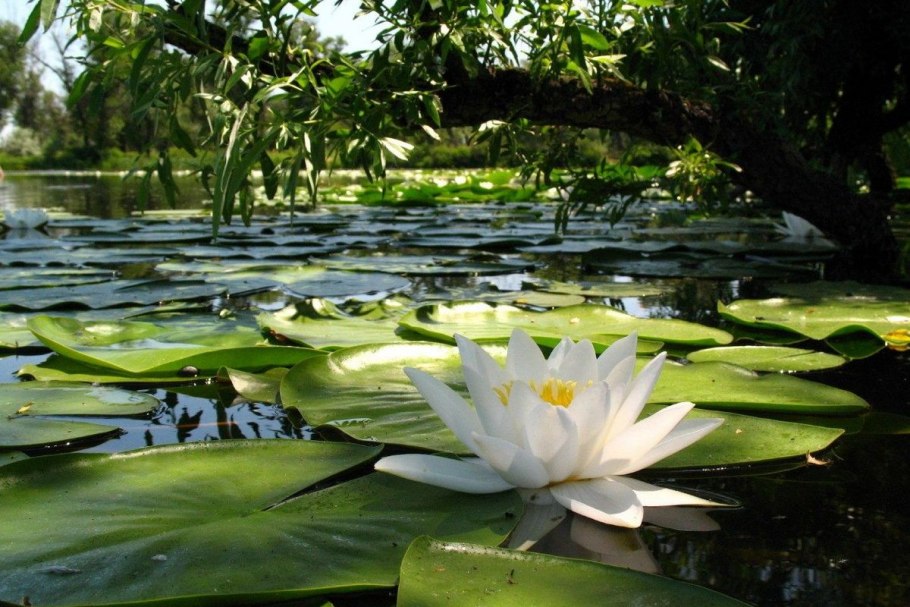 Лилии кувшинки