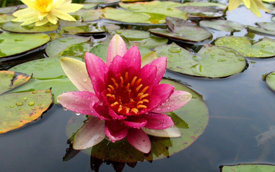 Нимфея Болотная