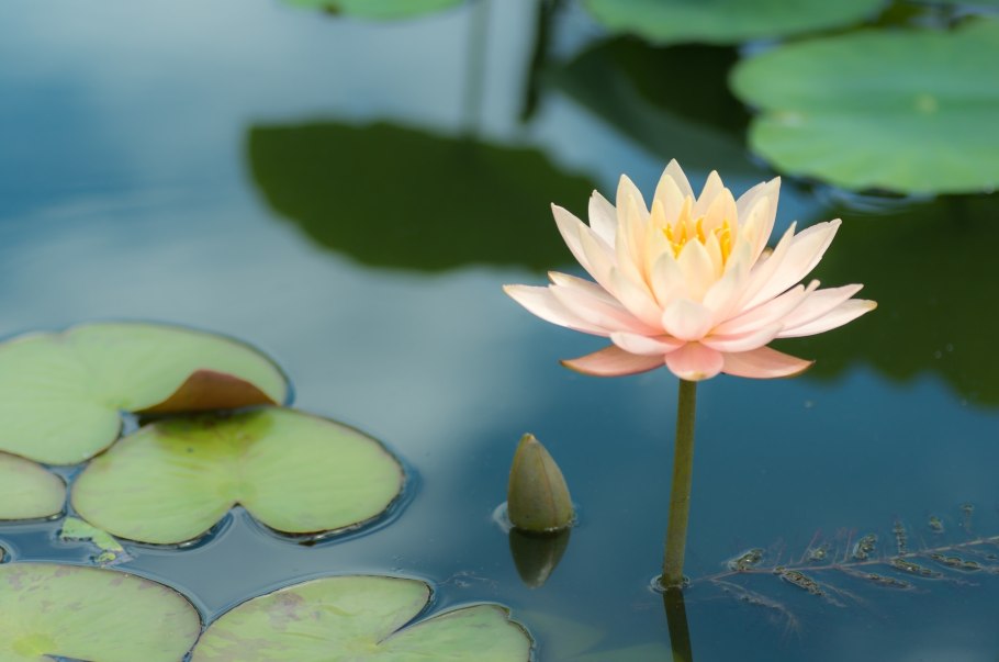 Водяная Лилия/Nymphaea