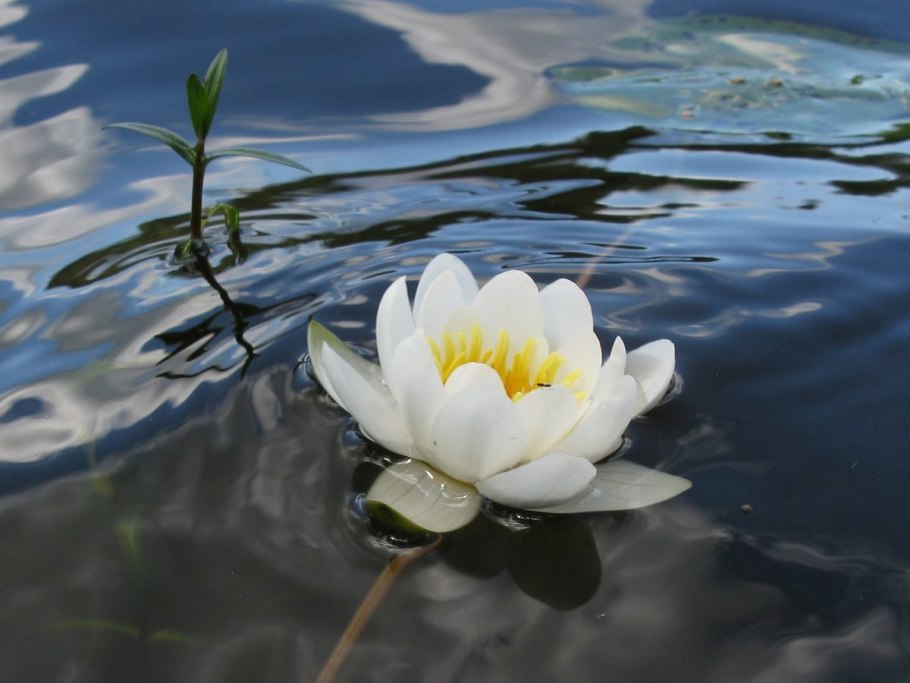 Кувшинка белая Болотная