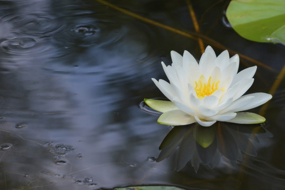 Водяная Лилия/Nymphaea