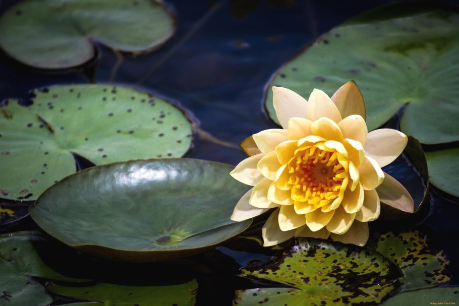 Водяные лилии нимфеи