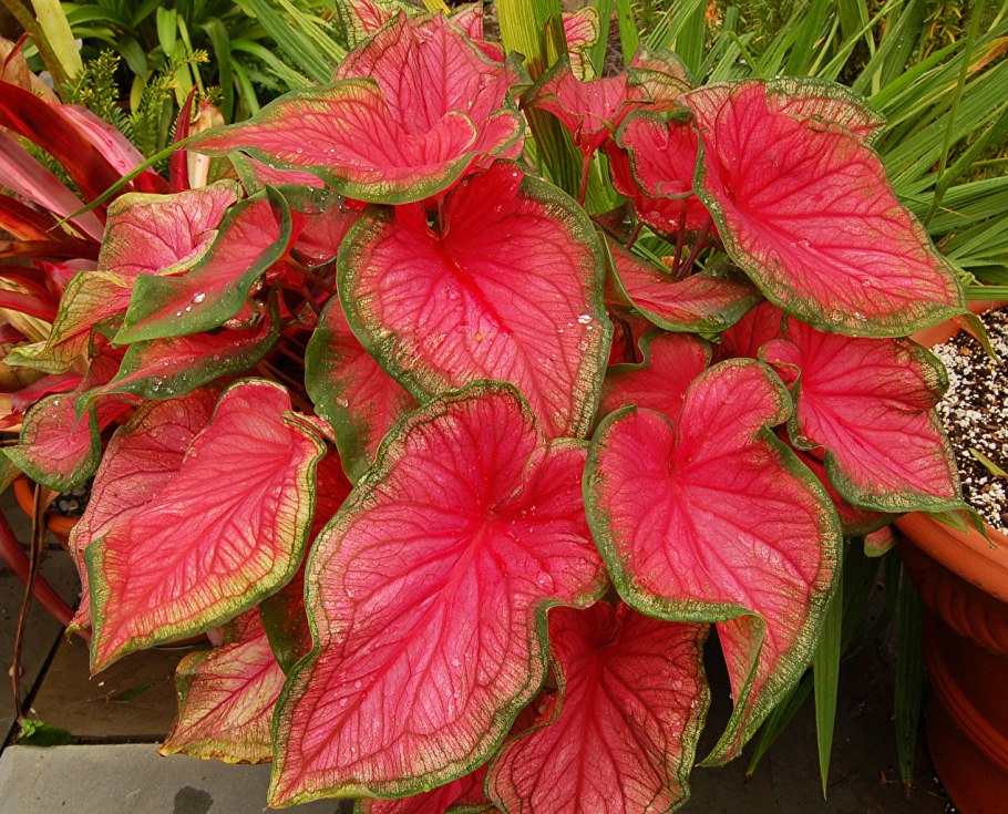 Каладиум Red Ruffles