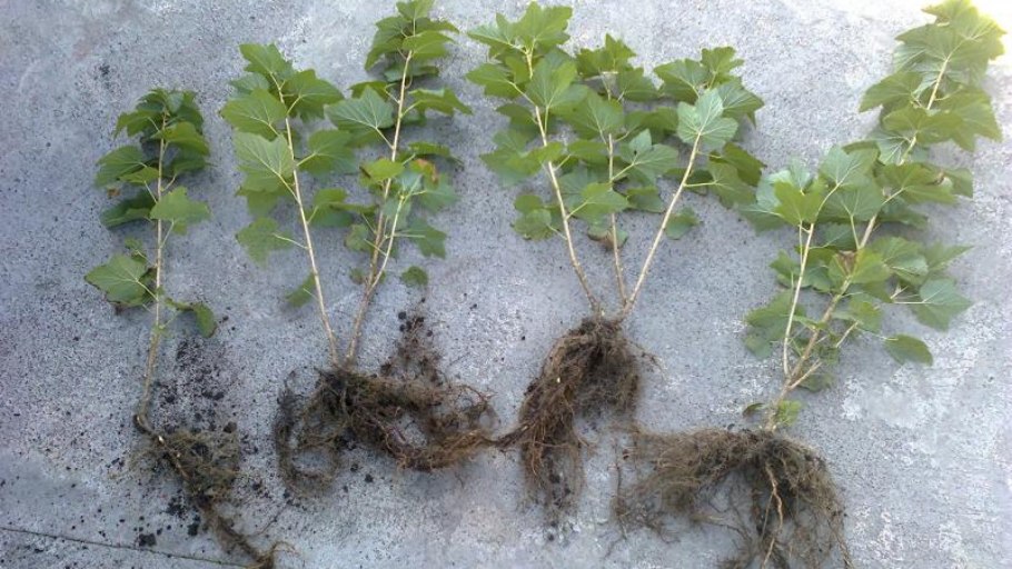 Схема обрезки жимолости осенью