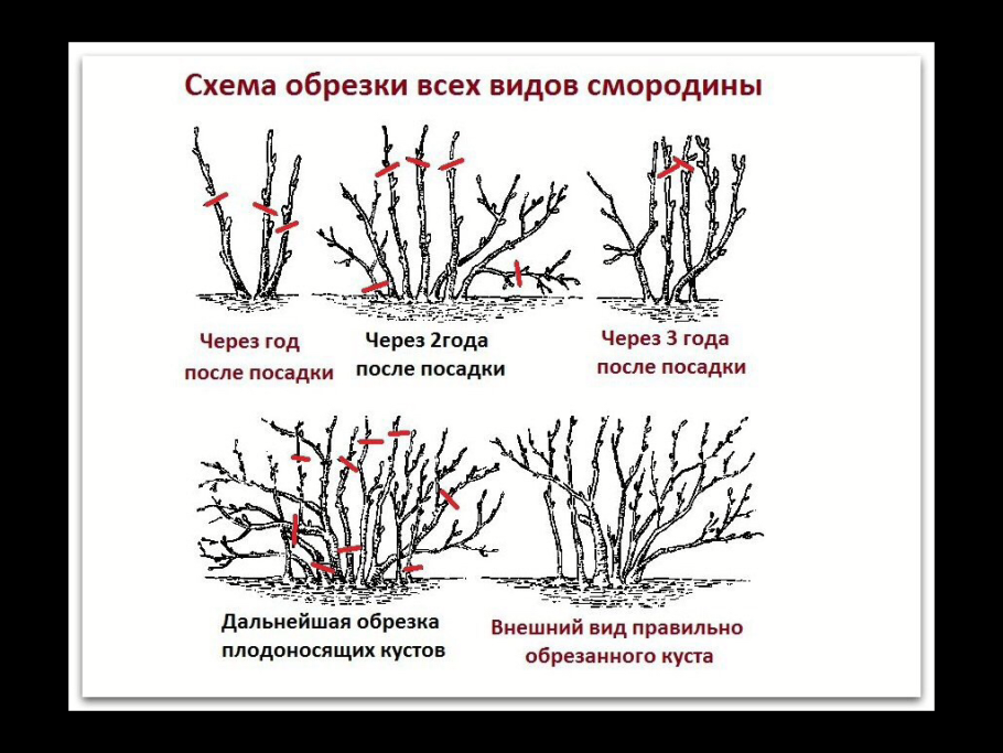 Красная смородина штамбовая Ровада