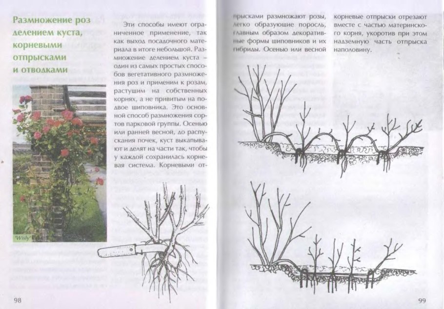 Осенняя посадка ( пересадка ) чёрной смородины