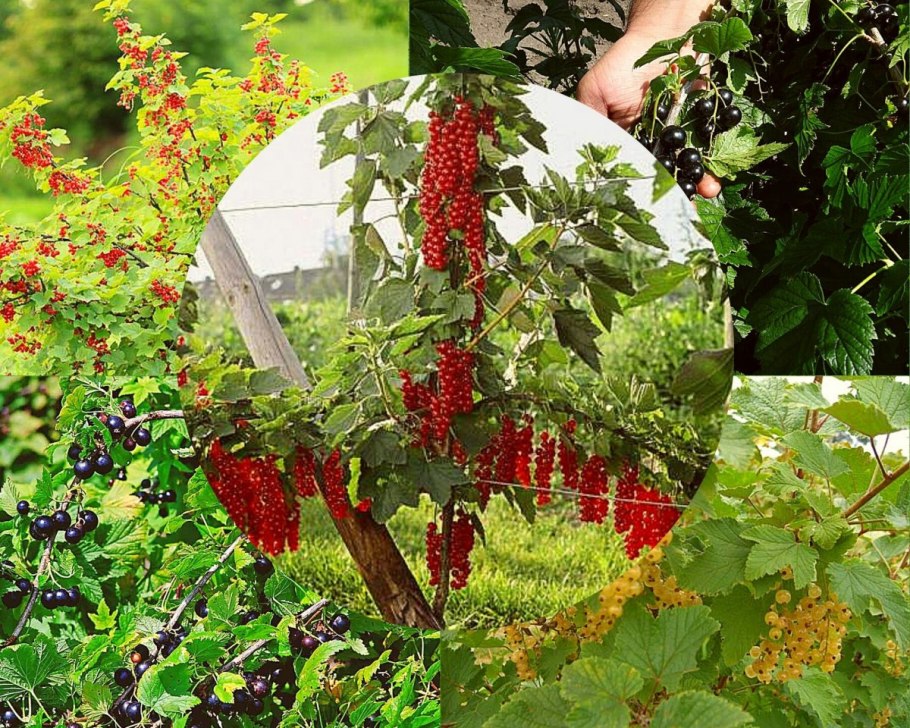 Альпийская смородина черенкование