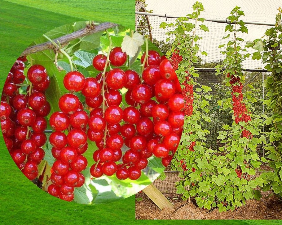 Размножение смородины