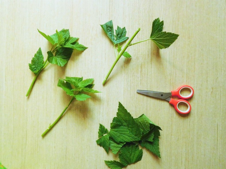 Заготовка черенков смородины