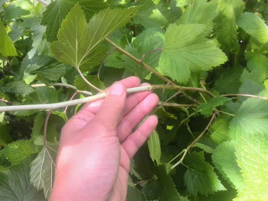 Смородину черенковать смородину