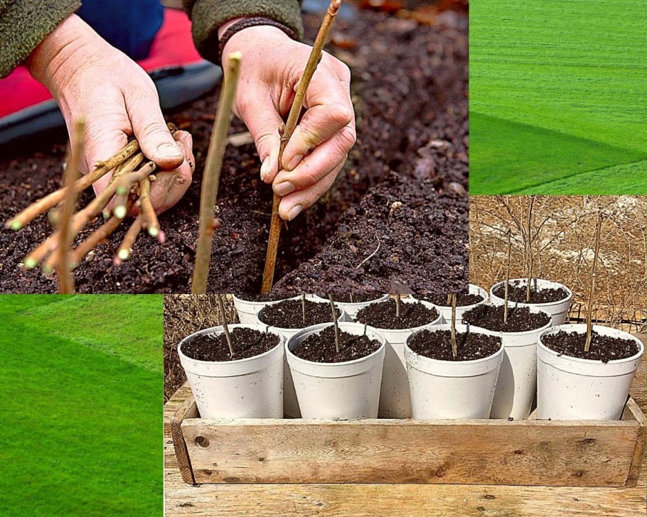 Черенки смородины