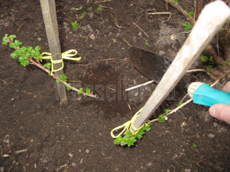 Схема формирования красной смородины