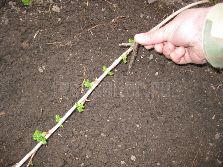 Отводки смородины