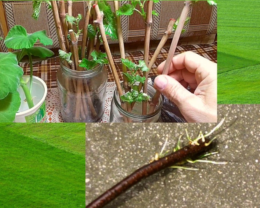 Размножение крыжовника отводками