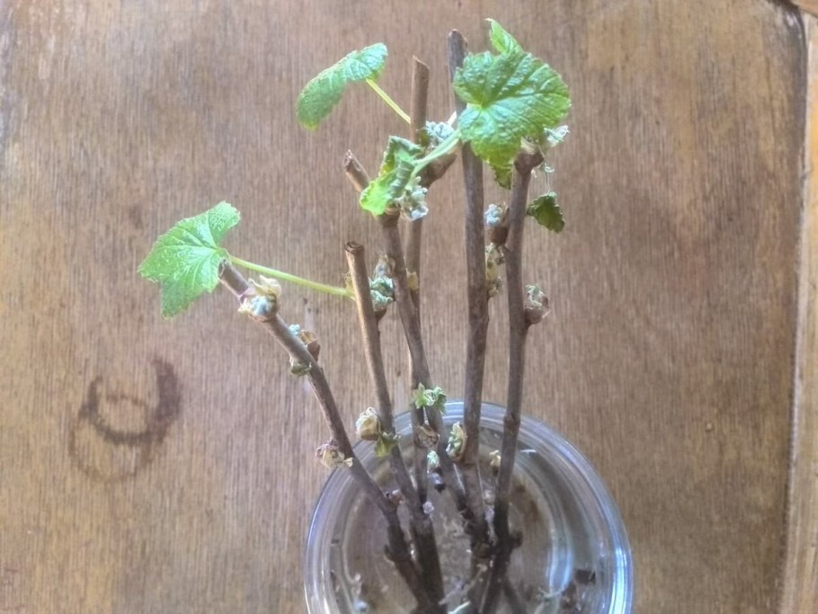 Отводки крыжовника