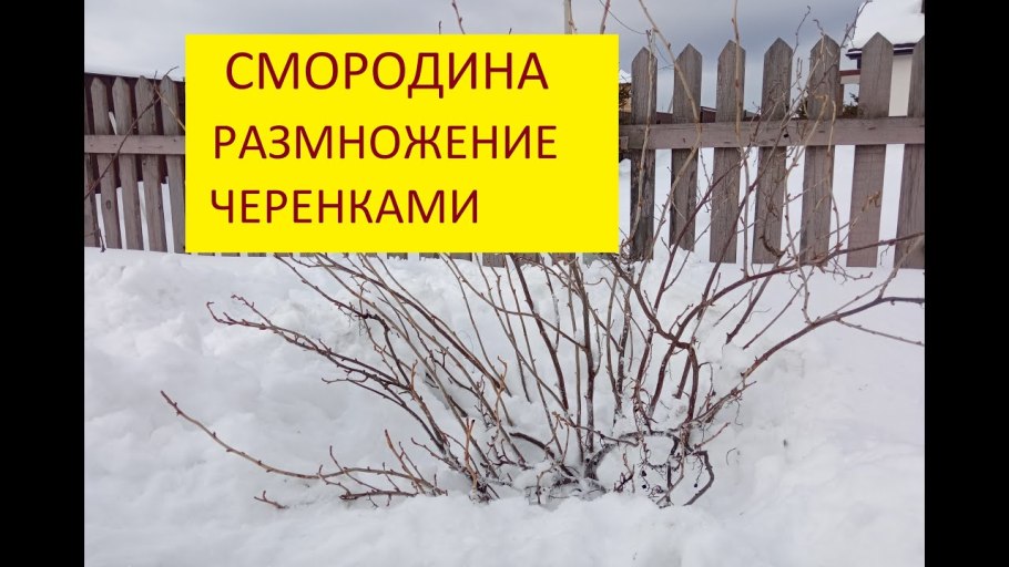 Прополка крыжовника