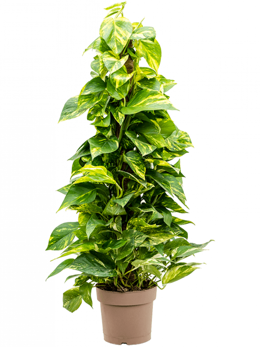 Эпипремнум золотистый цветение