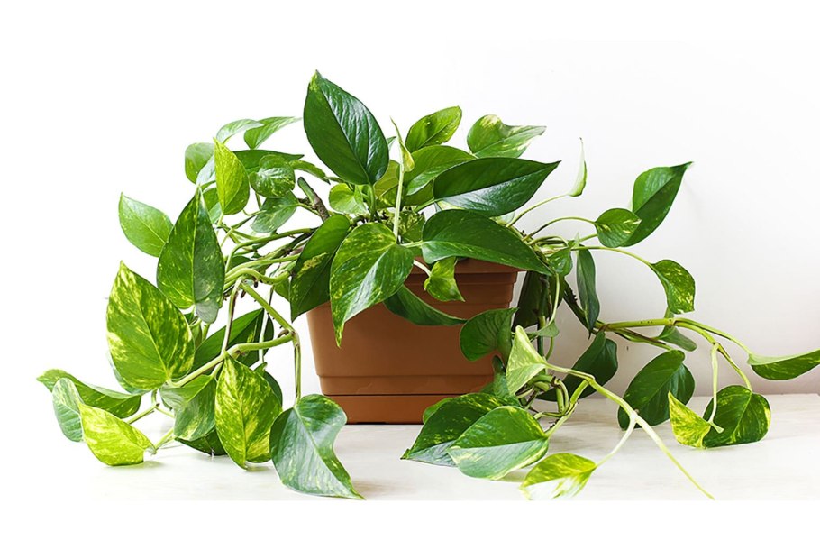 Сциндапсус оффициналис