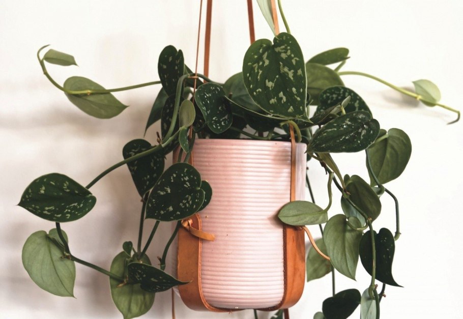 Биркин Эпипремнум