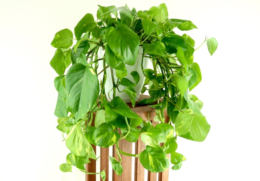 Эпипремнум Aureum "Emerald"