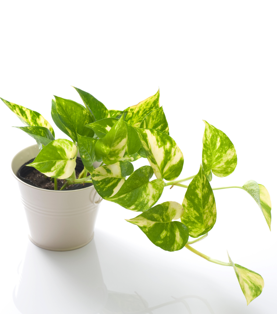 Сциндапсус Голден Квин