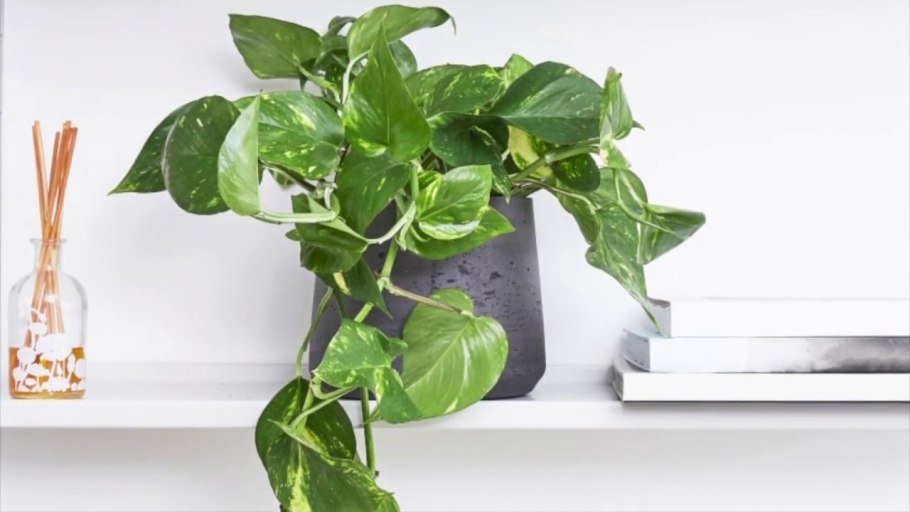 Эпипремнум красный изумруд